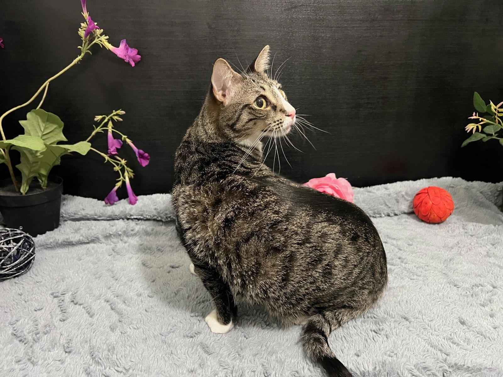 Bailey, Adoptable, Young Male Tabby & Domestic Short Hair.