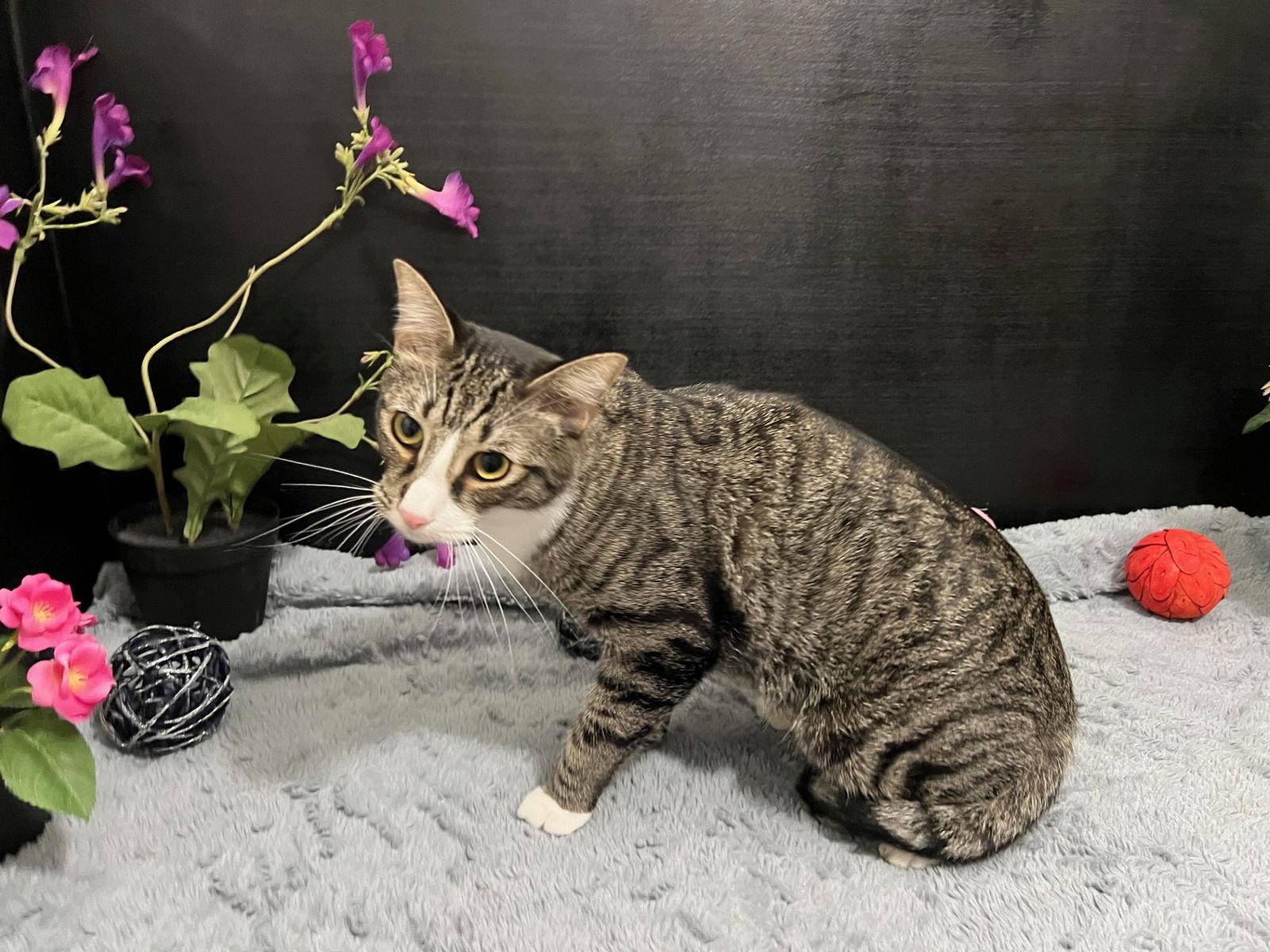 Bailey, a Adoptable mixed breed in Fayetteville, GA image 2/3