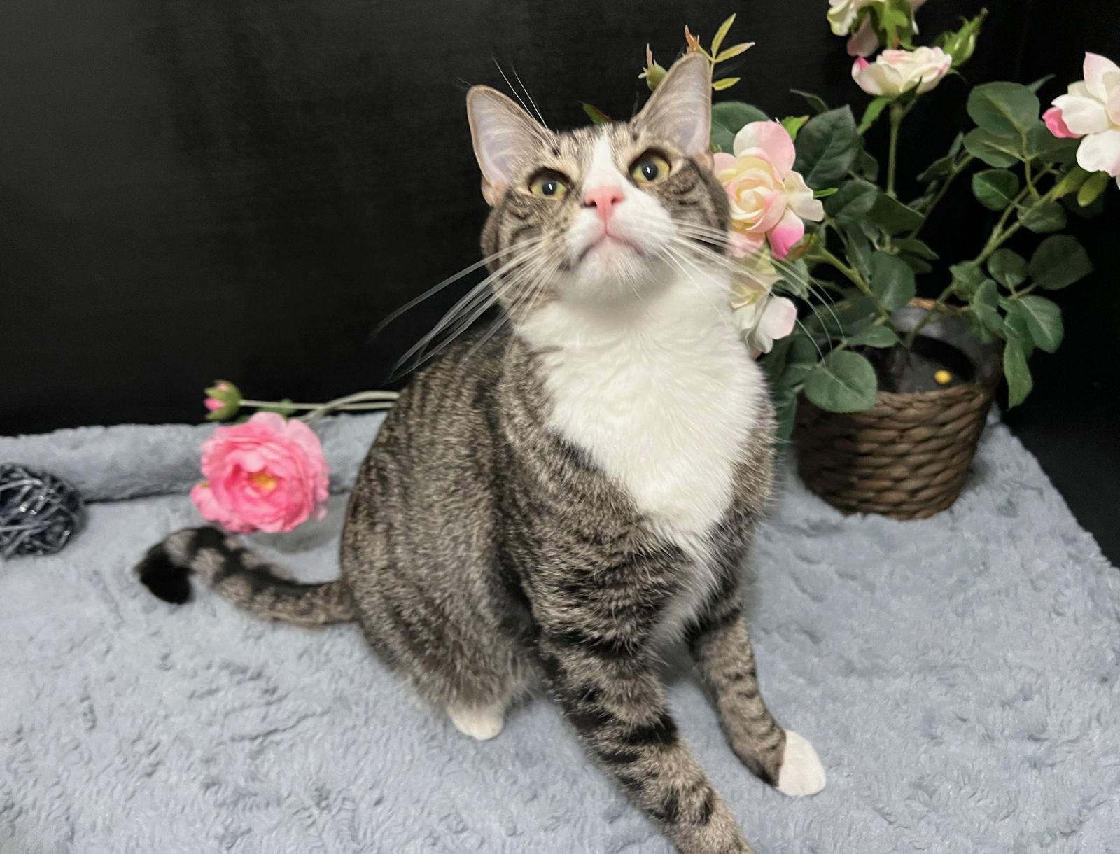 Bailey, a Adoptable mixed breed in Fayetteville, GA image 3/3