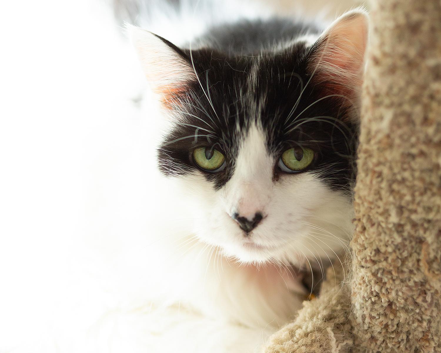 Enlarge Pippin, a Adopted Domestic Long Hair in Marana, AZ image 2/2