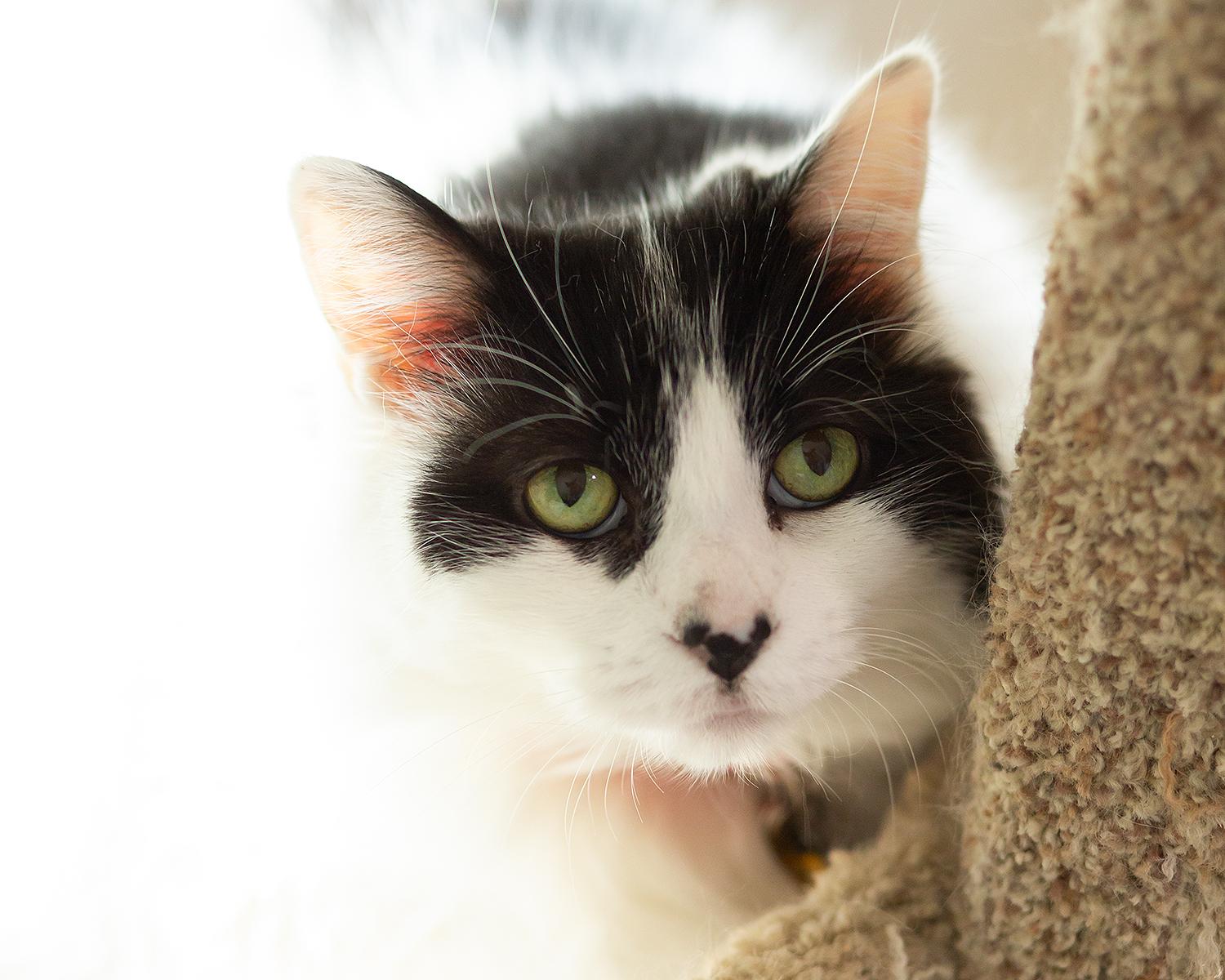 Pippin, Adopted, Senior Female Domestic Long Hair.