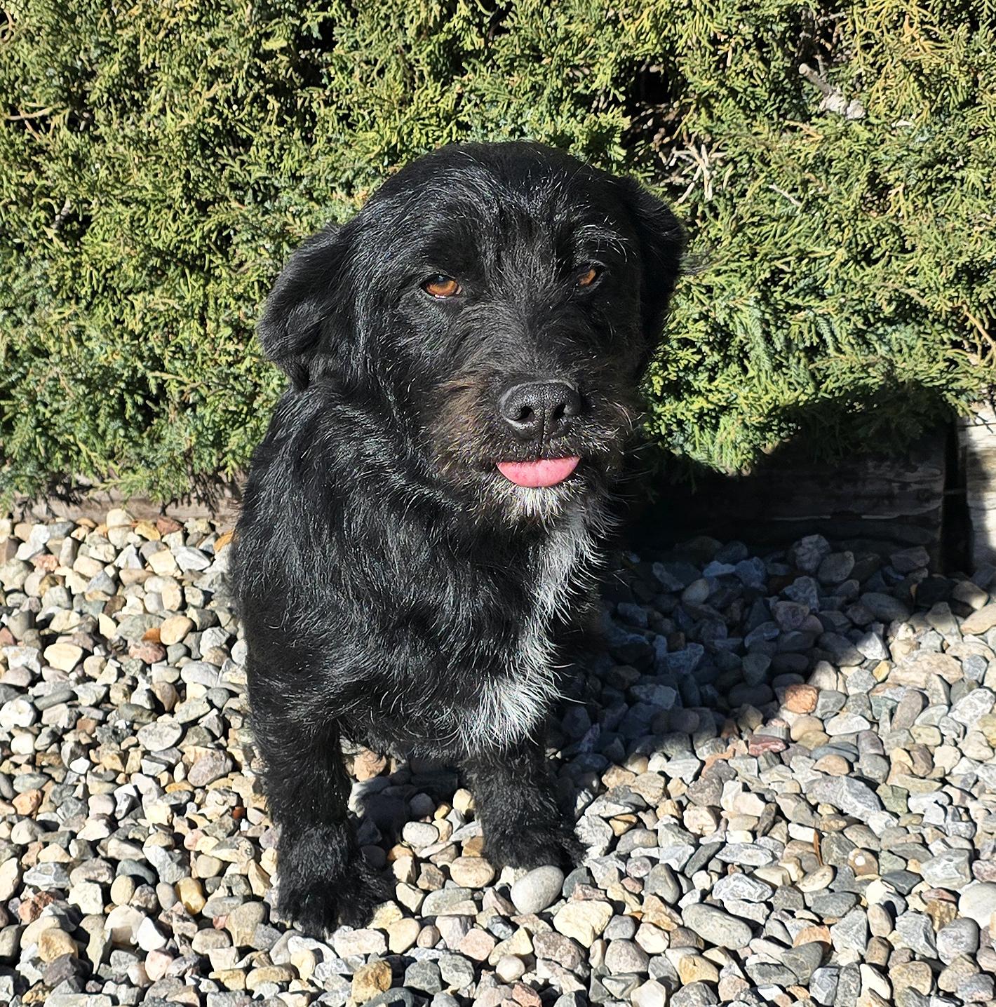 Enlarge Innocent Lil Mr Inky ~ Soulful Schnerrier, a Adoptable mixed breed in Albuquerque, NM image 1/1