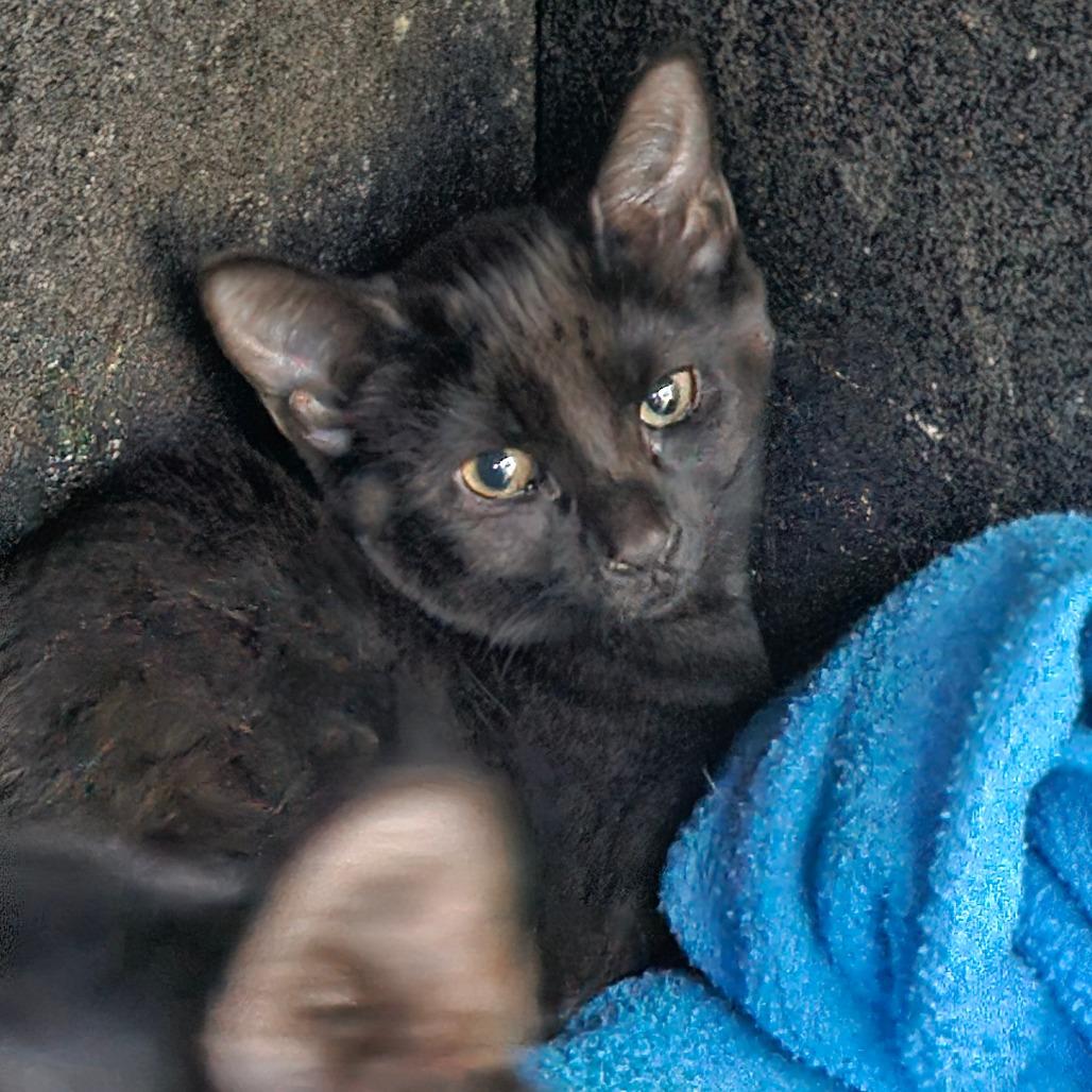 Darling, Adoptable, Kitten Female Domestic Short Hair.