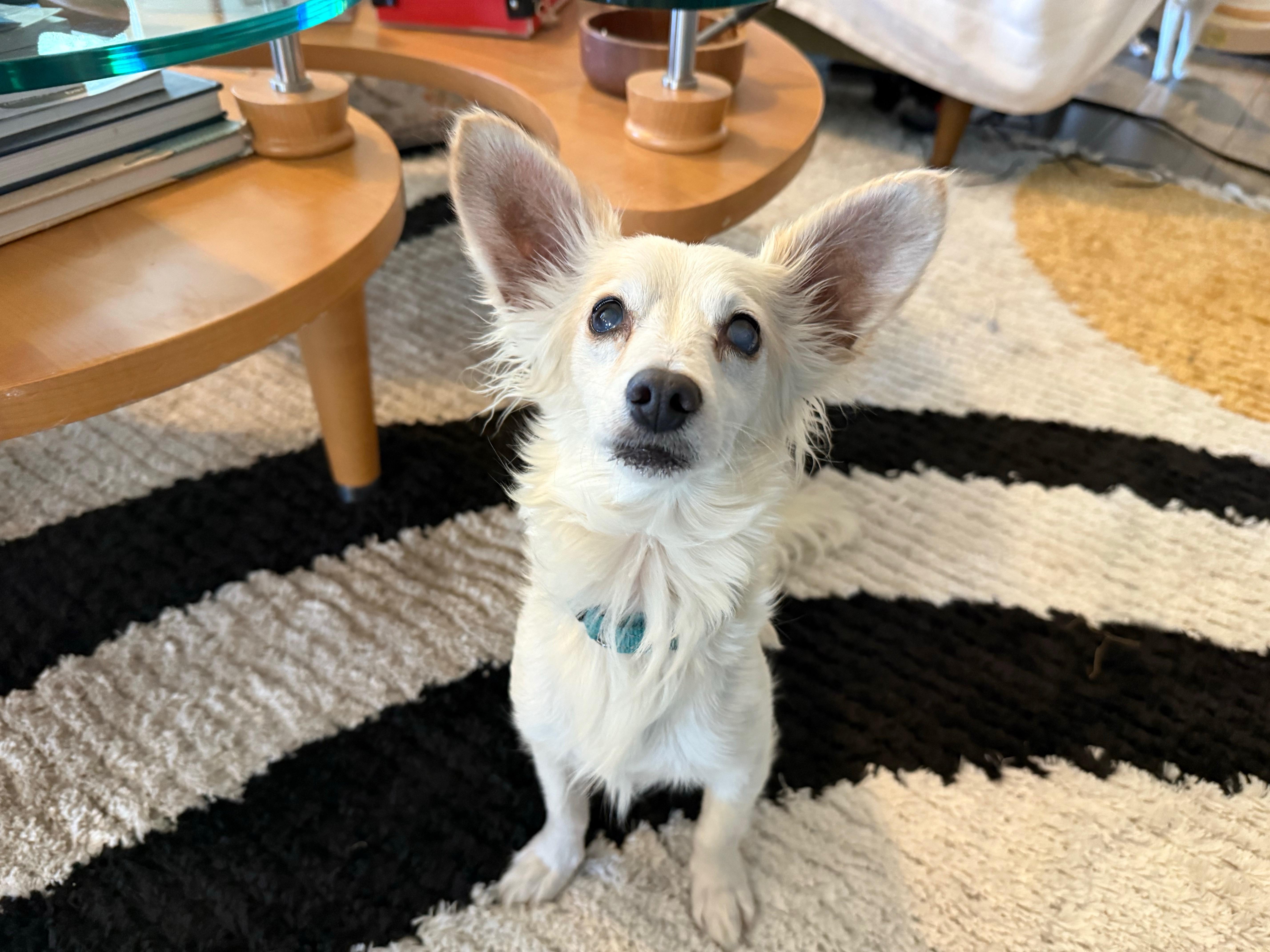 Rusty, a Adoptable mixed breed in Peoria, AZ image 5/6