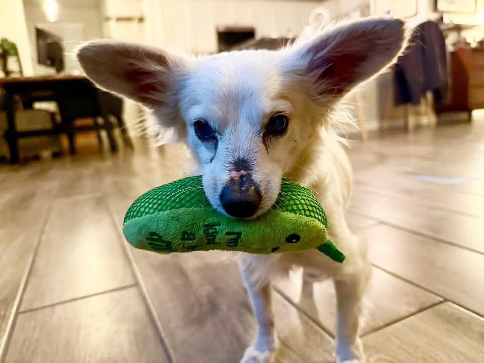 Rusty, an adoptable Papillon, Chihuahua in Peoria, AZ, 85381 | Photo Image 3
