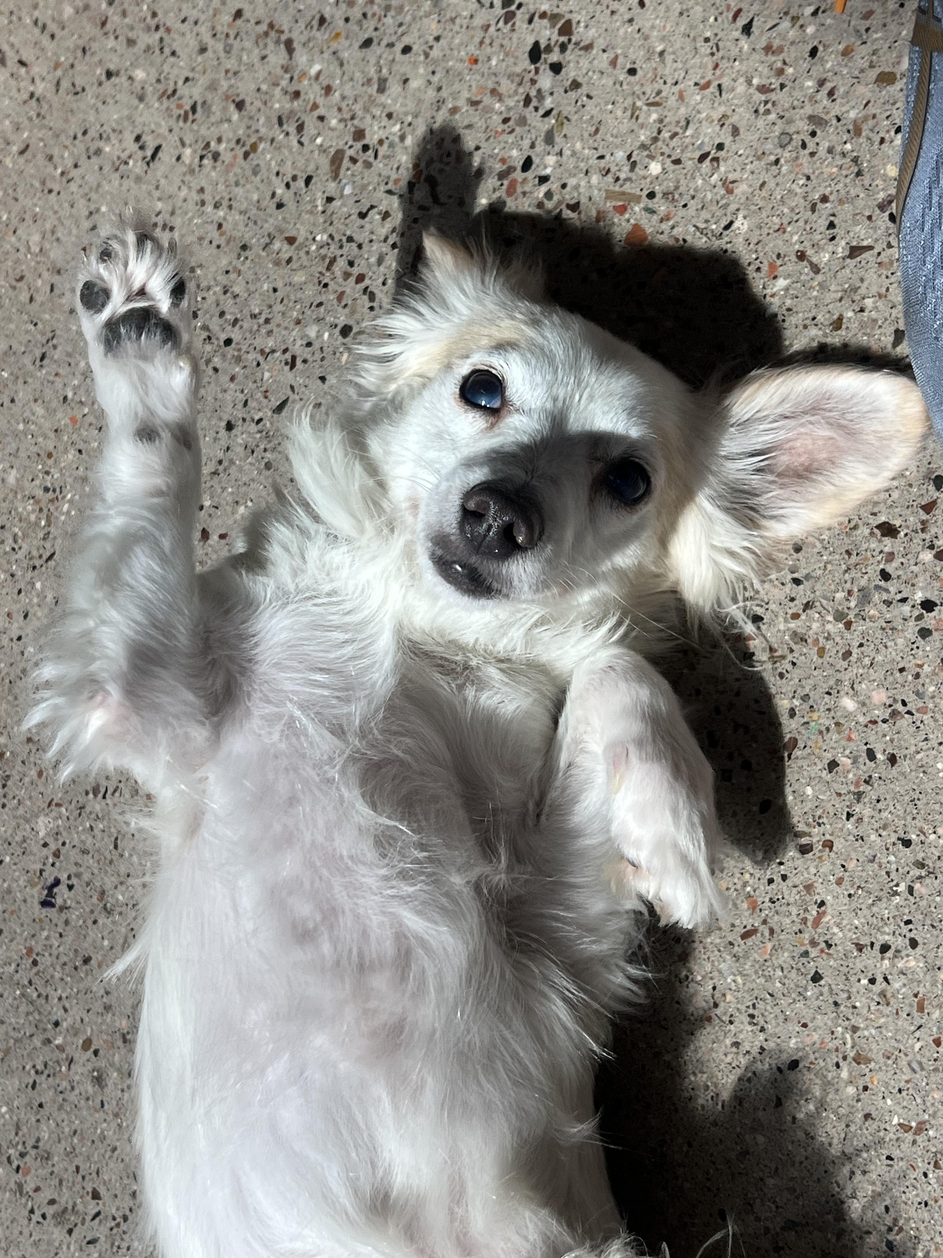 Rusty, a Adoptable mixed breed in Peoria, AZ image 2/6