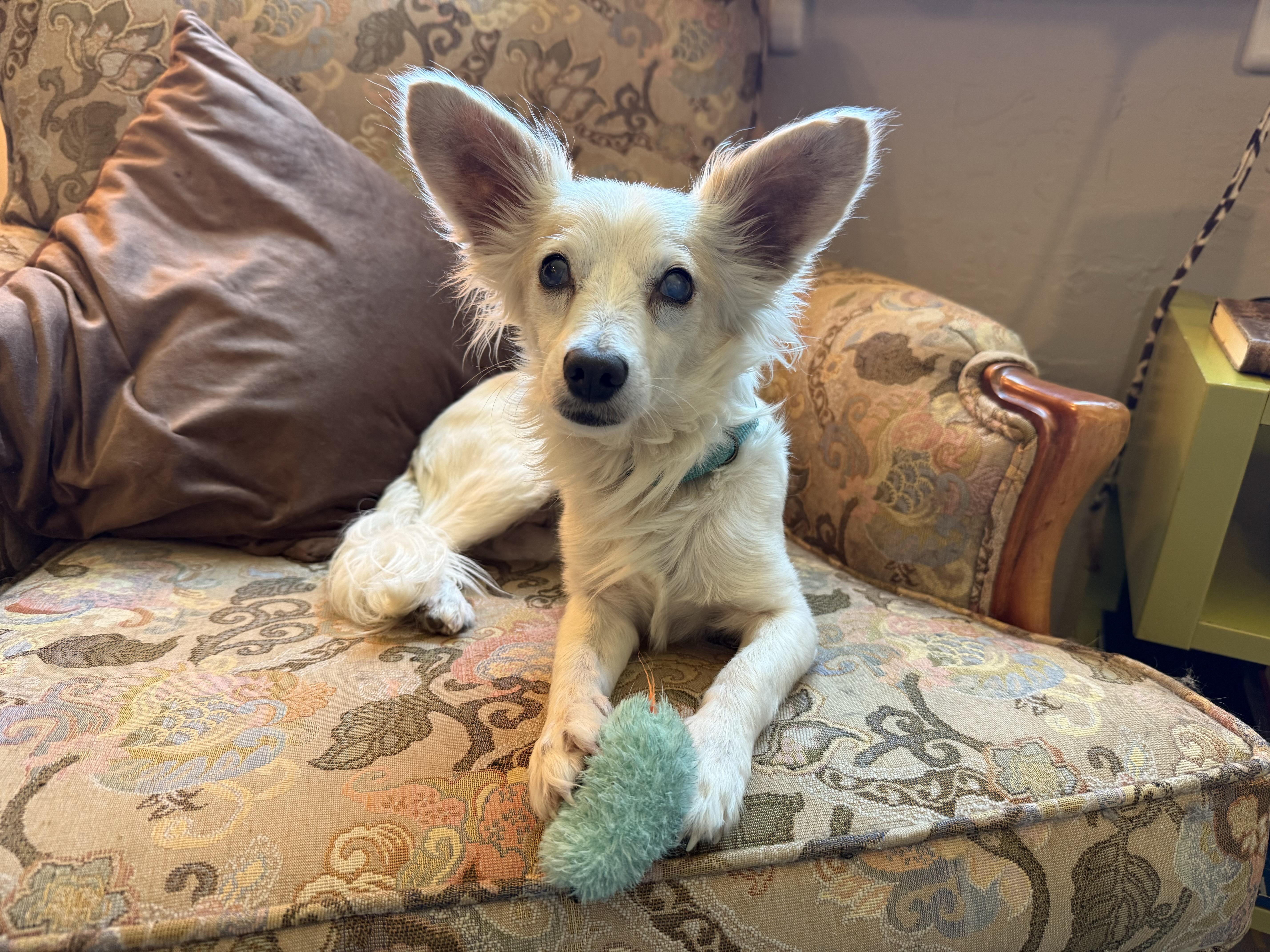 Rusty, a Adoptable mixed breed in Peoria, AZ image 6/6