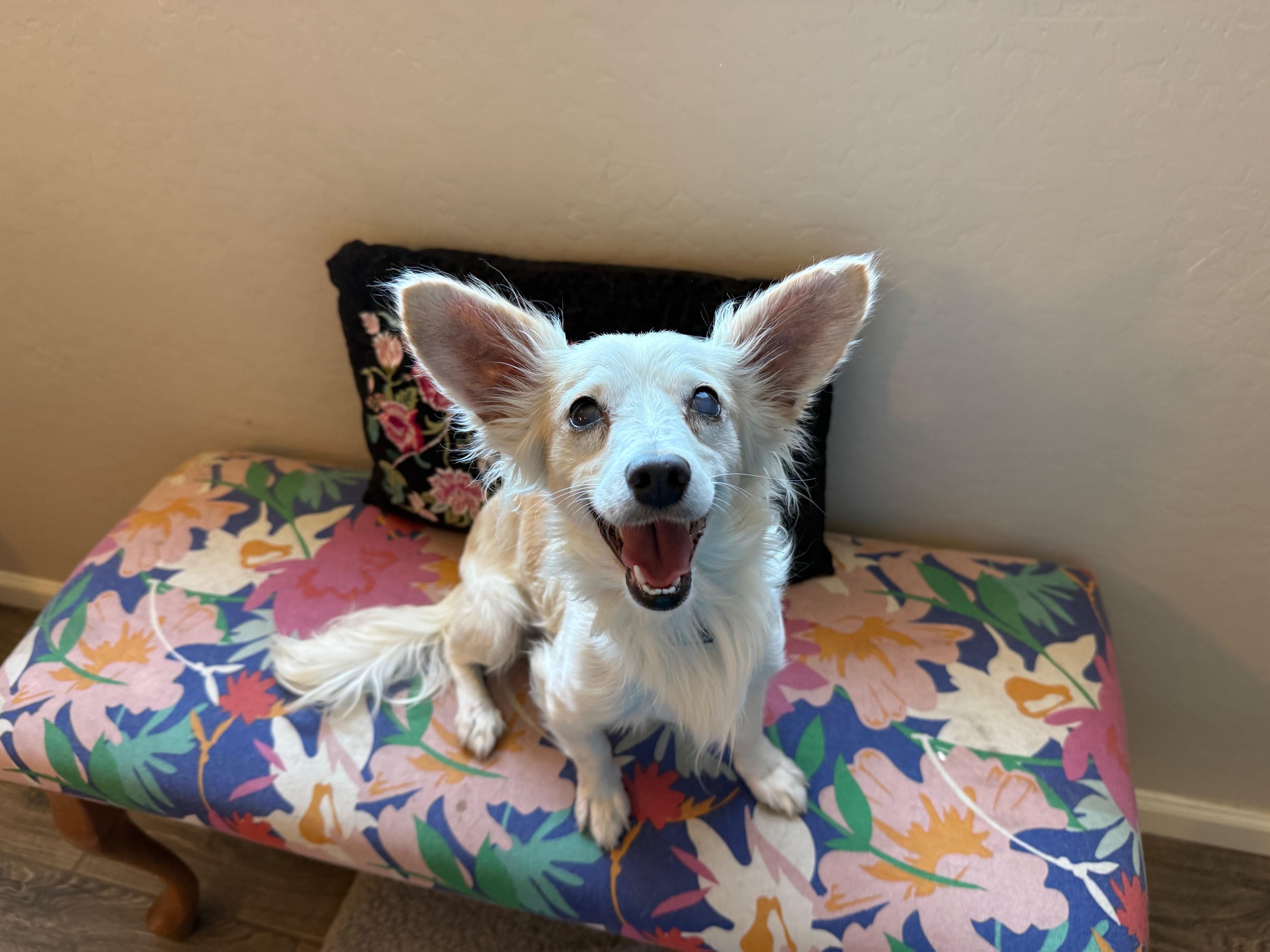 Rusty, a Adoptable mixed breed in Peoria, AZ image 1/6