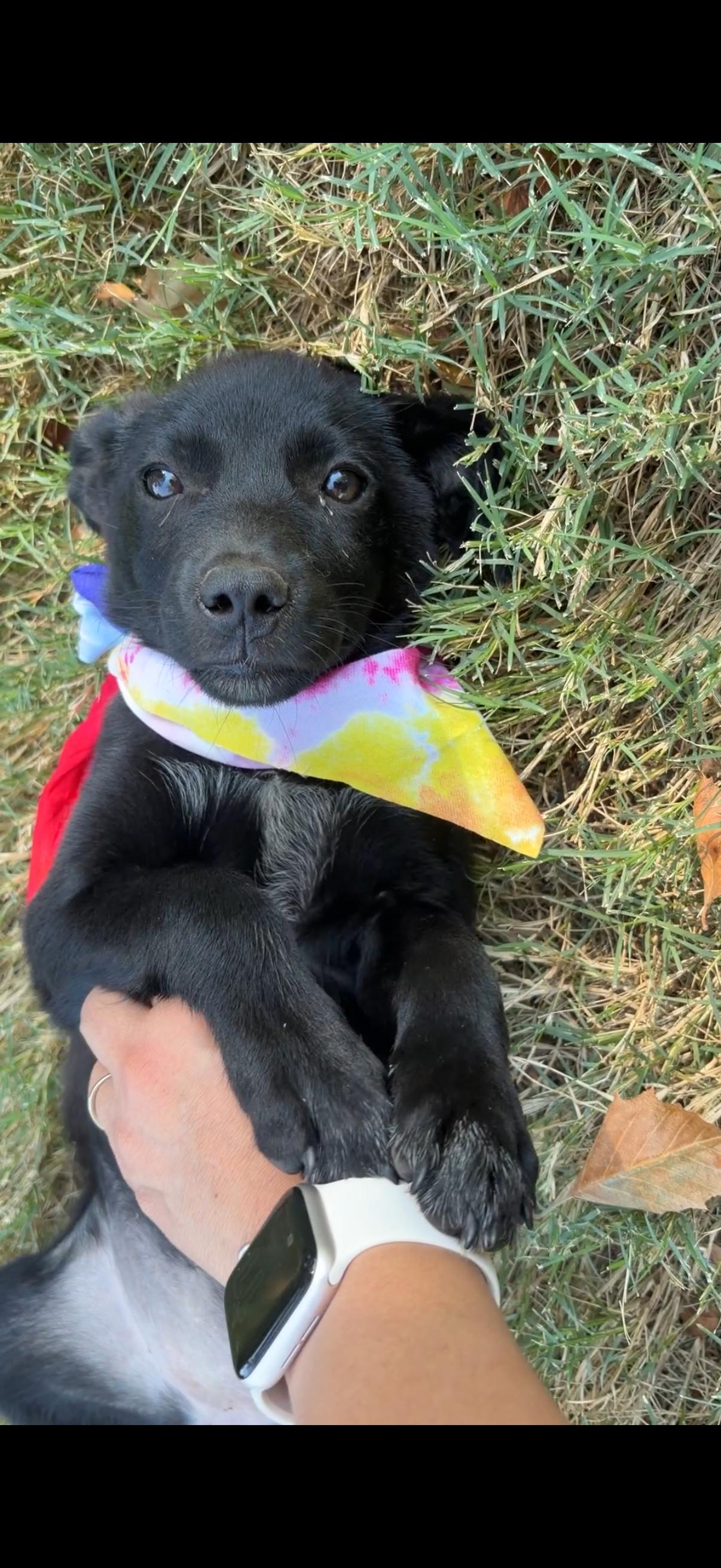 Dumpling, an adopted mixed breed in Columbus , OH image 5/6