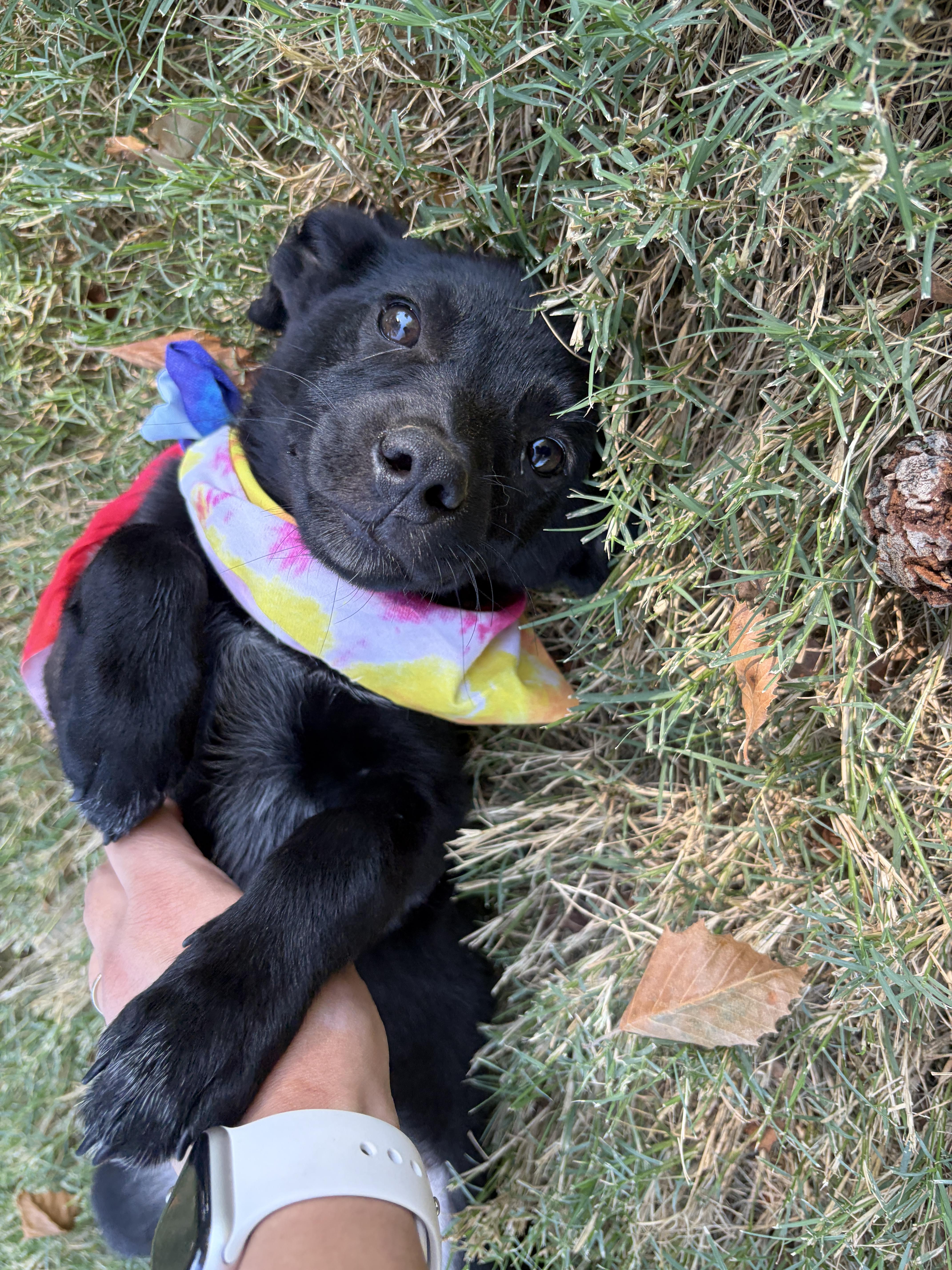 Dumpling, an adopted mixed breed in Columbus , OH image 3/6