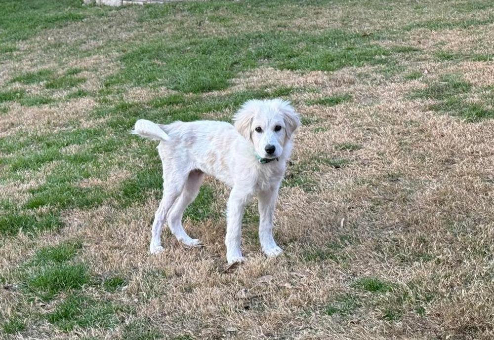 25-113 Gertie, Adoptable, Puppy Female Great Pyrenees.