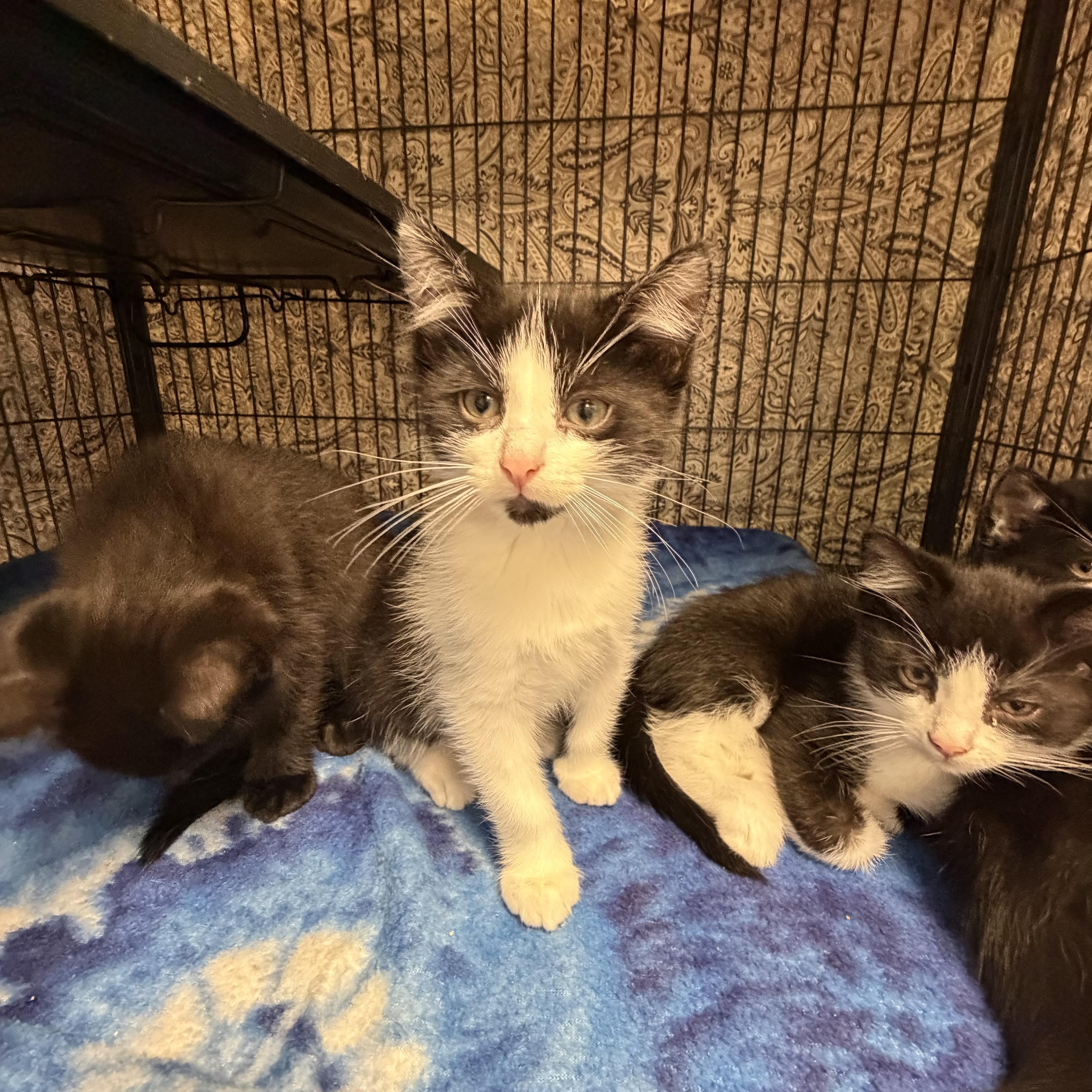 Enlarge Millie, a ADOPTABLE Domestic Short Hair in Brooks, AB image 1/1