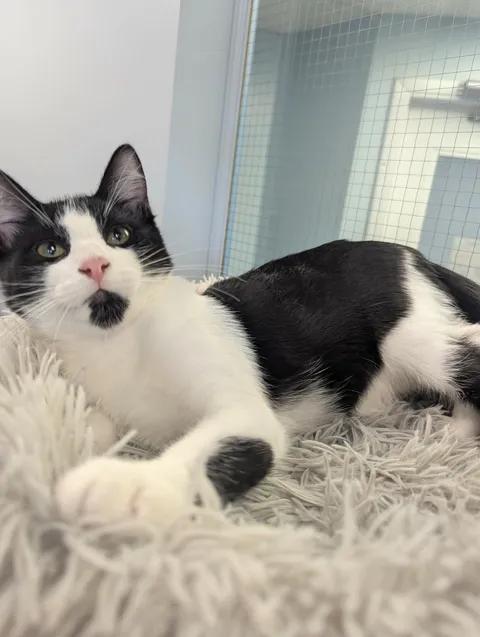 Milton, a ADOPTABLE Domestic Short Hair in Brooks, AB image 3/6