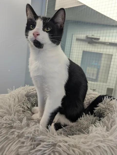 Milton, ADOPTABLE, Kitten Male Domestic Short Hair.