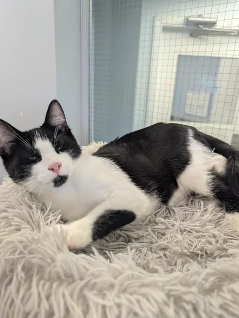 Milton, a ADOPTABLE Domestic Short Hair in Brooks, AB image 6/6