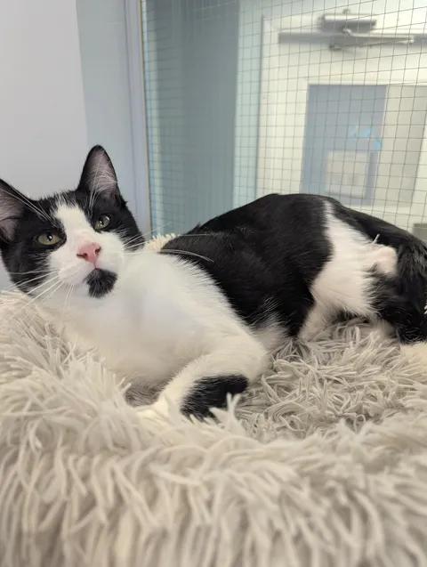 Milton, a ADOPTABLE Domestic Short Hair in Brooks, AB image 5/6