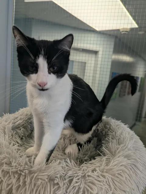 Milton, a ADOPTABLE Domestic Short Hair in Brooks, AB image 4/6
