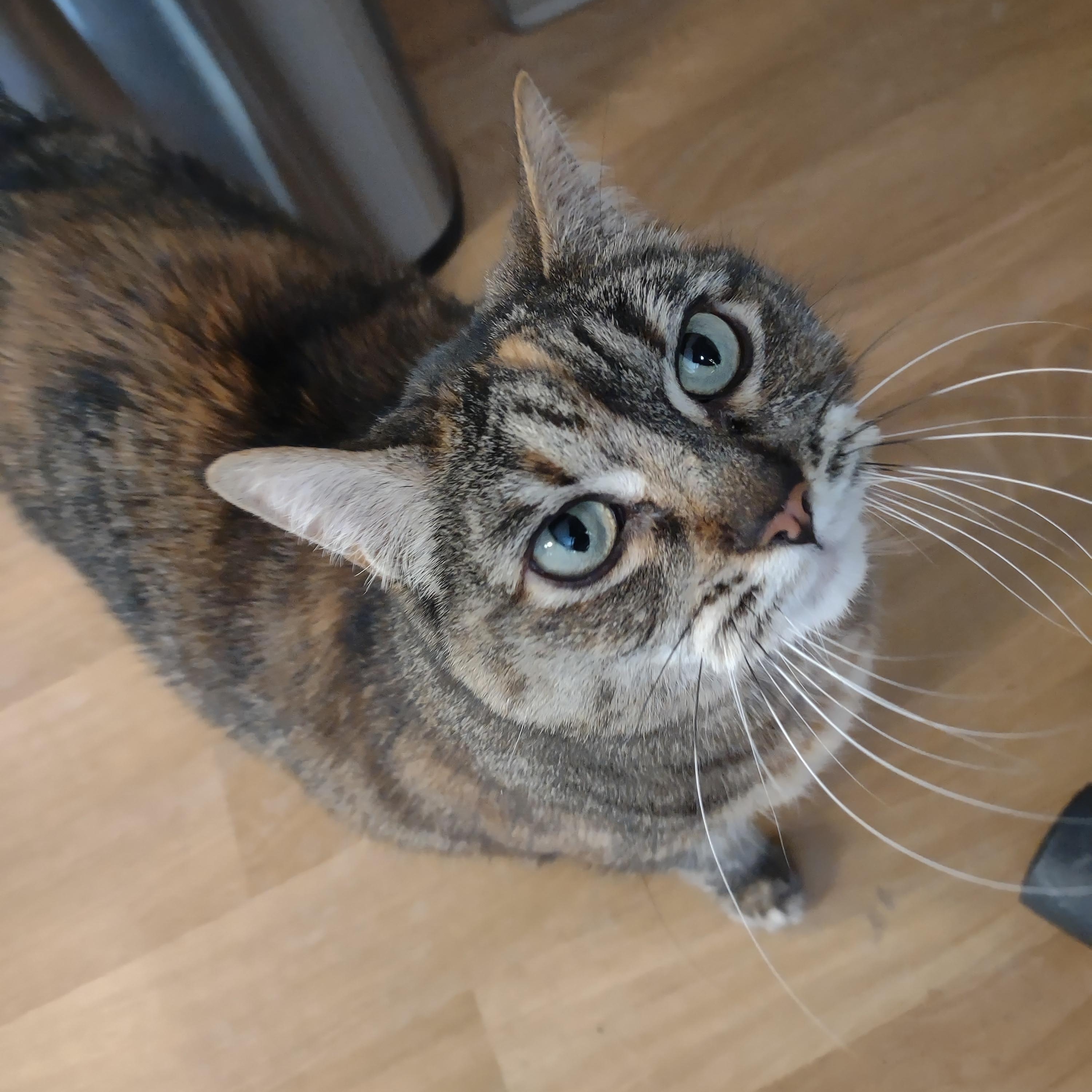 Little Girl, adopted, Adult Female Tortoiseshell & Domestic Short Hair.