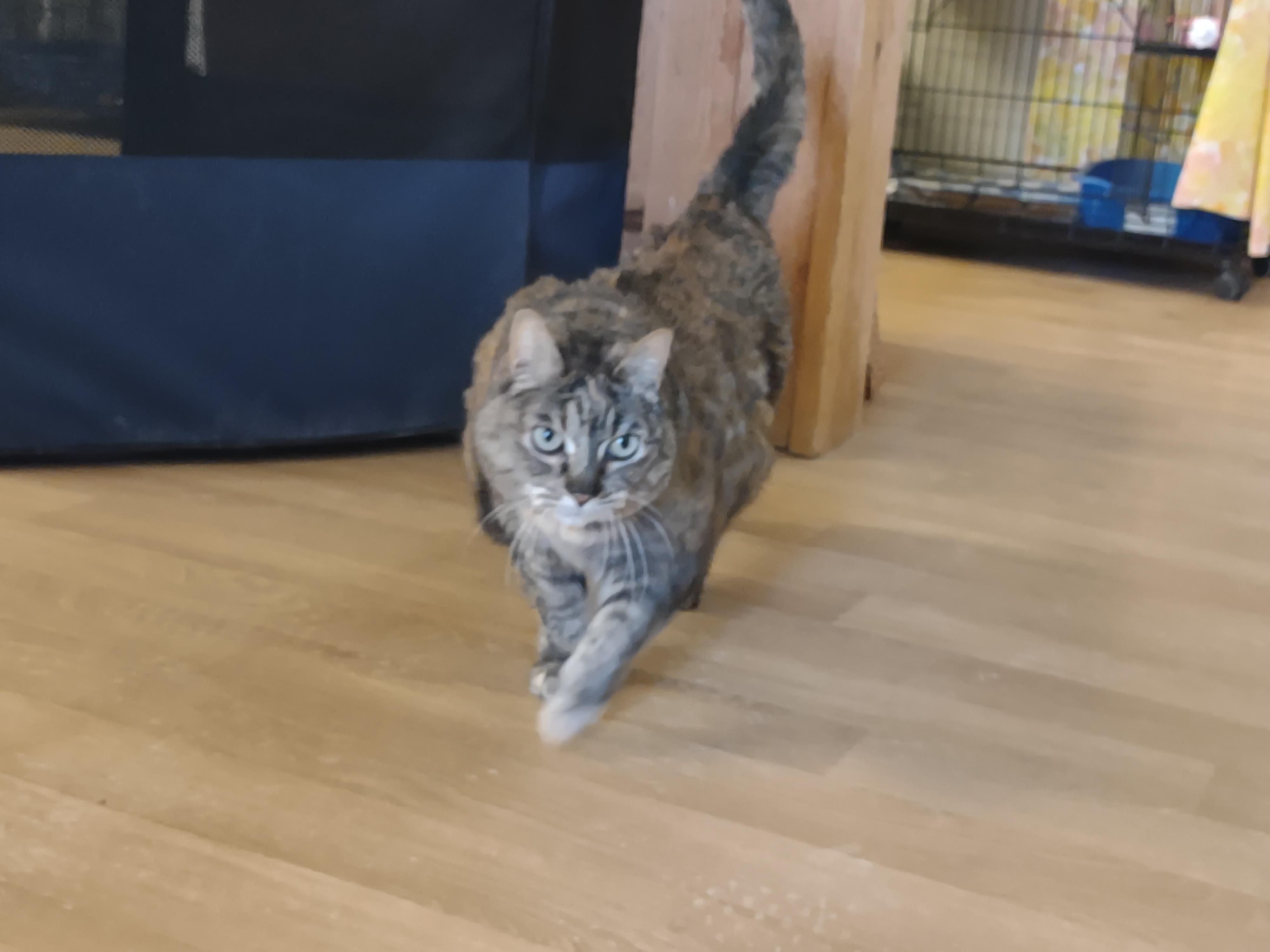 Enlarge Little Girl, an adopted mixed breed in Montour Falls, NY image 2/2