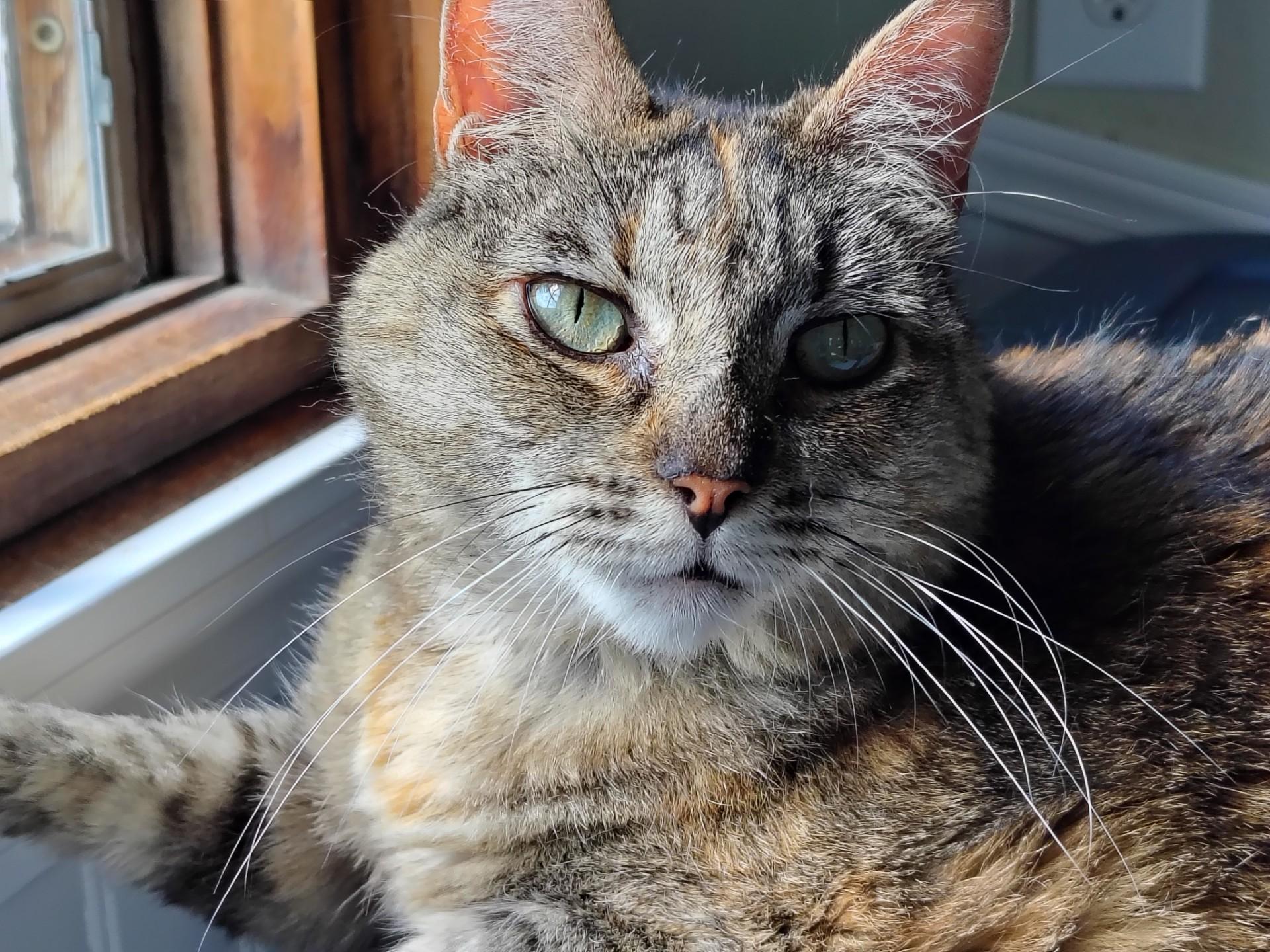 Little Girl, adoptable, Senior Female Tortoiseshell & Domestic Short Hair.