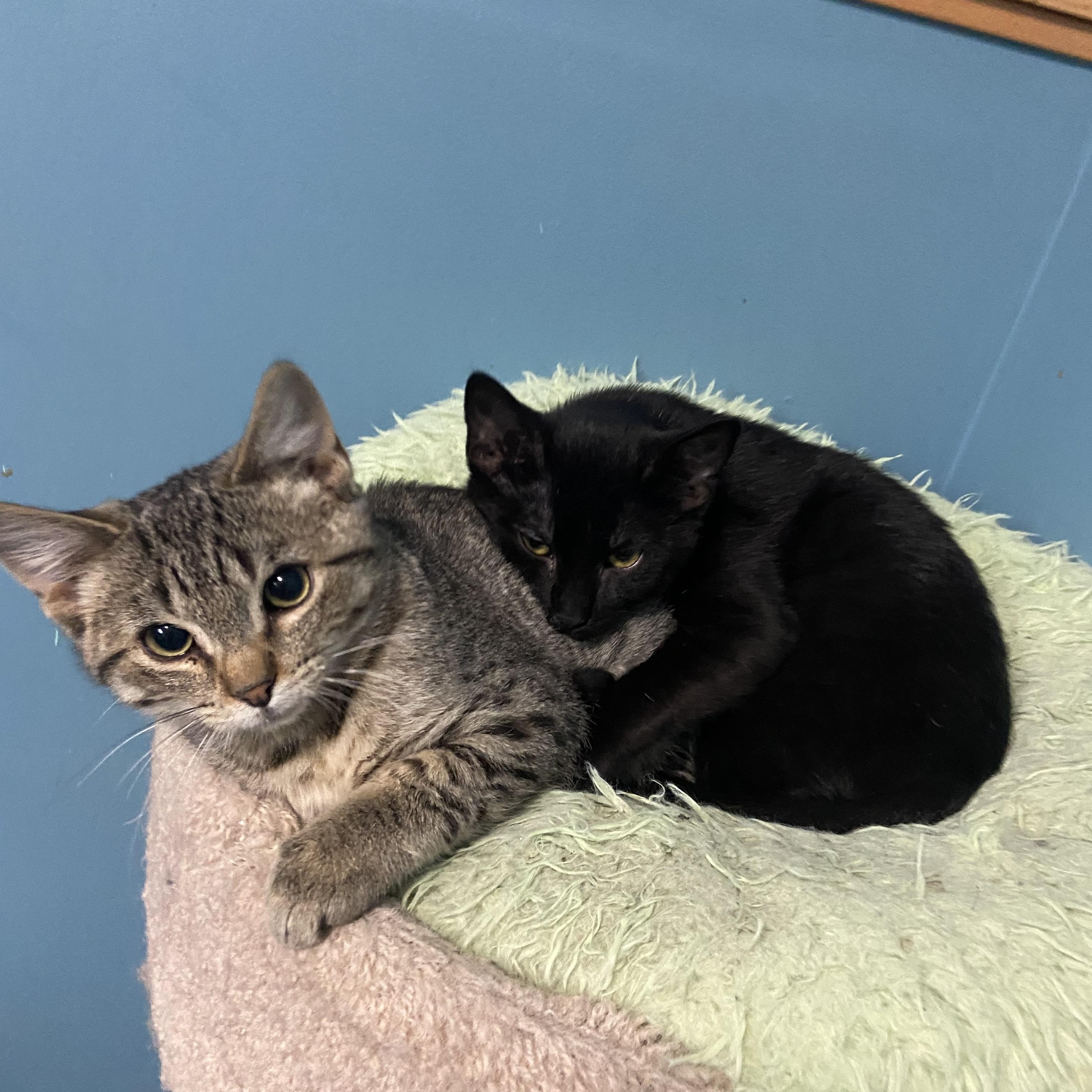Beau & Juno