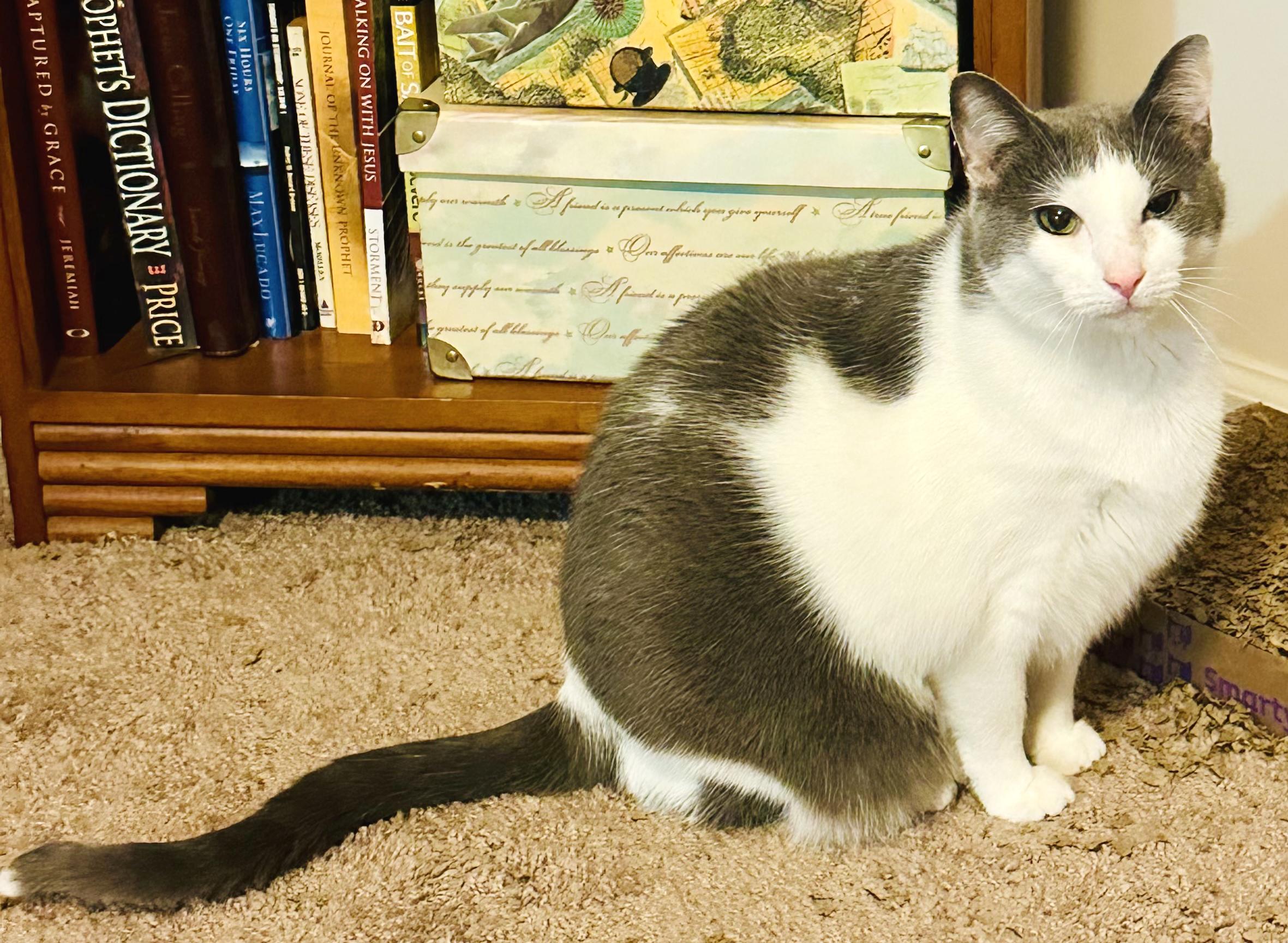 Enlarge Thomas - PENDING ADOPTION!, an adopted mixed breed in Hilton Head Island, SC image 3/4