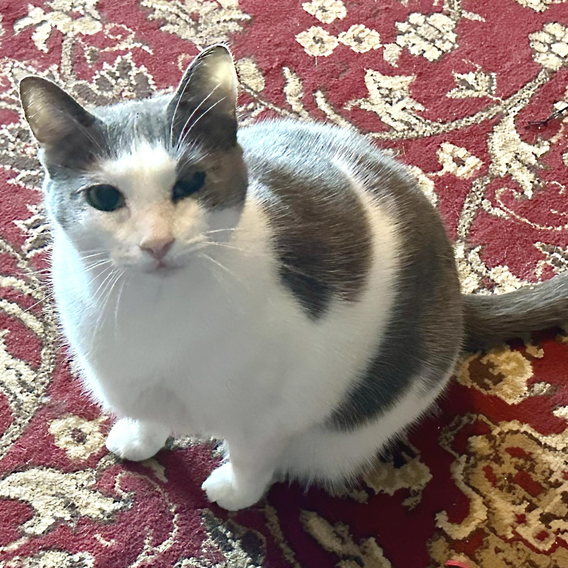 Enlarge Thomas - PENDING ADOPTION!, an adopted mixed breed in Hilton Head Island, SC image 2/4