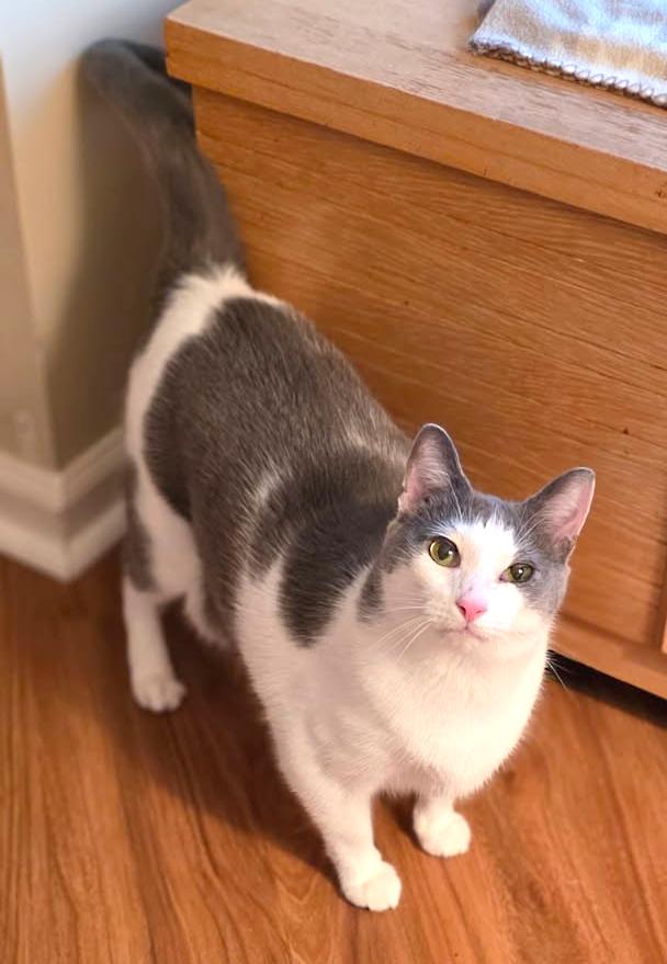 Thomas - PENDING ADOPTION!, adopted, Adult Male Domestic Short Hair & American Shorthair.