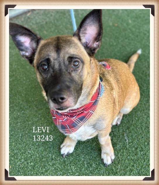LEVI