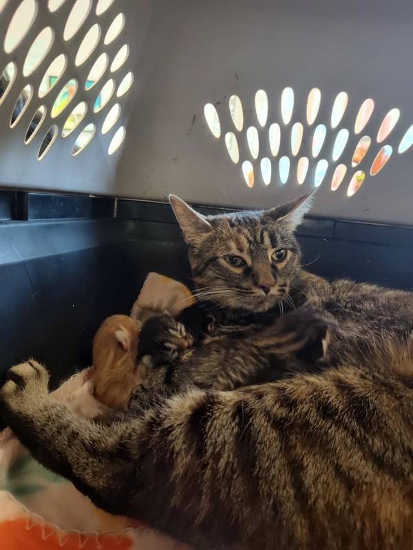 Mischief, Adoptable, Young Female Domestic Short Hair.