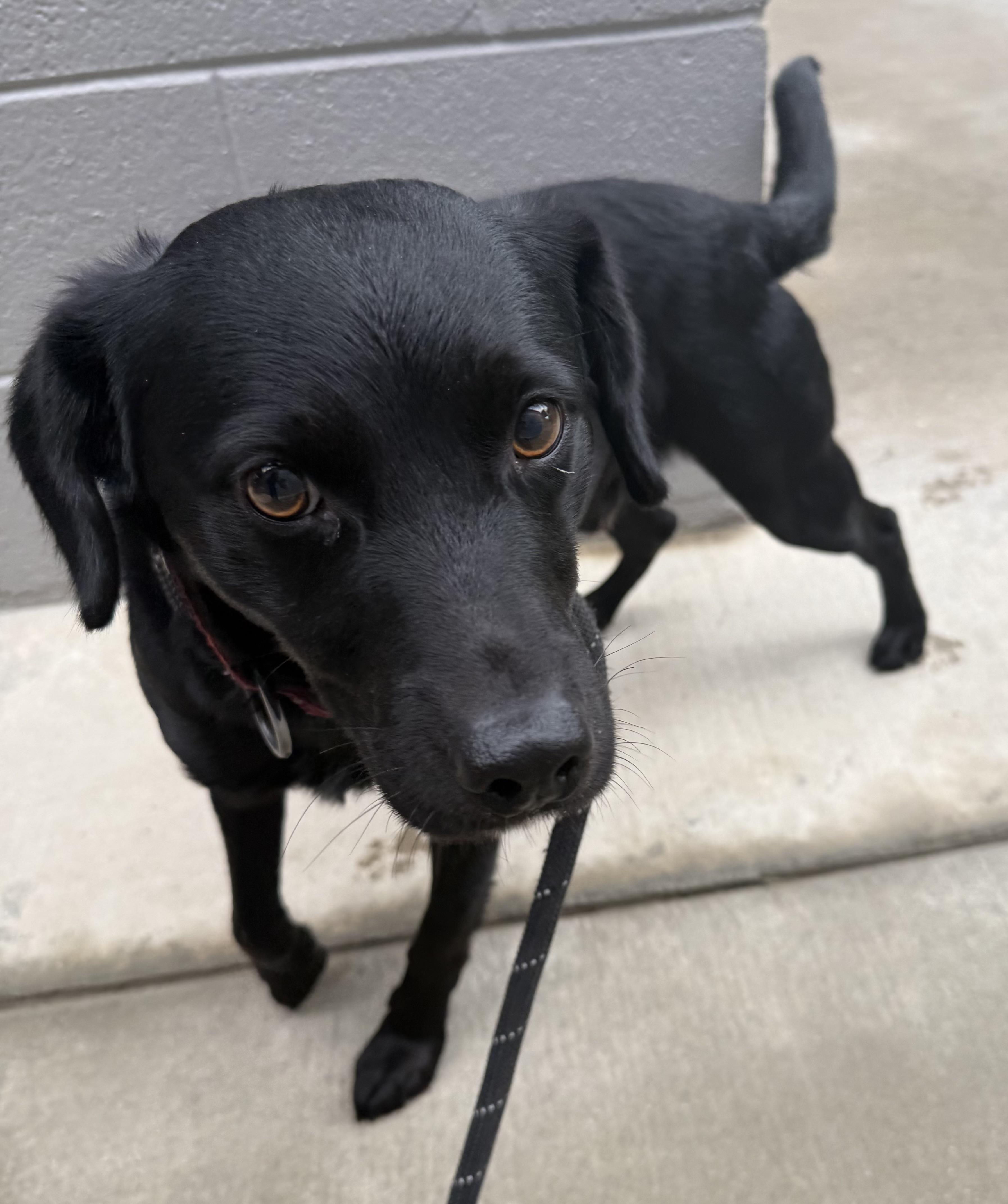 Enlarge Crosby , a ADOPTABLE mixed breed in Lancaster, SC image 2/2