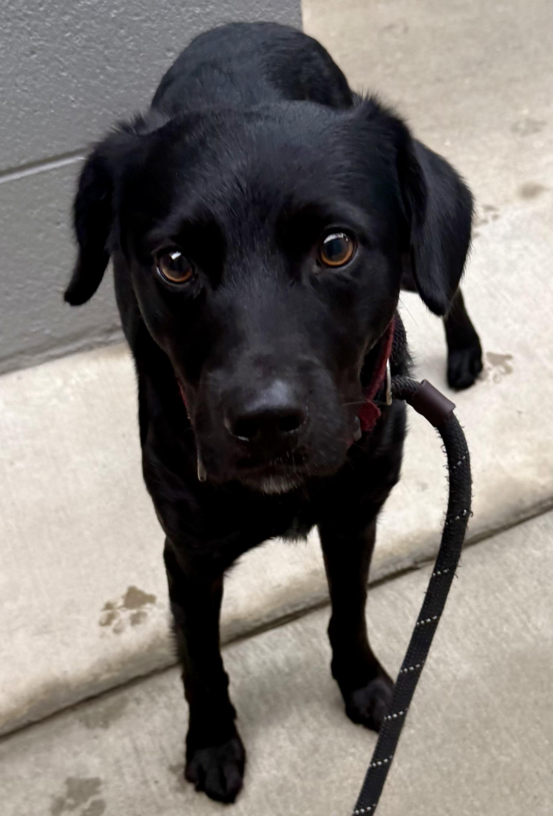 Enlarge Crosby , a ADOPTABLE mixed breed in Lancaster, SC image 1/2