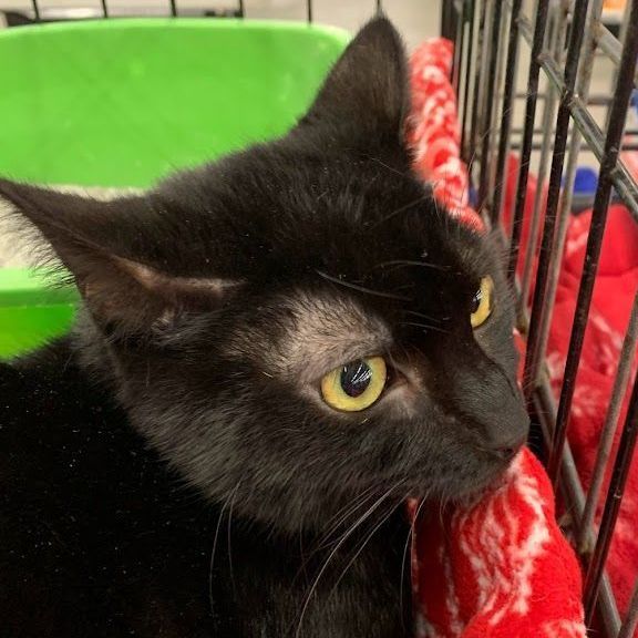 Enlarge Schwartz, a Adoptable Domestic Short Hair in Hawley, PA image 1/2