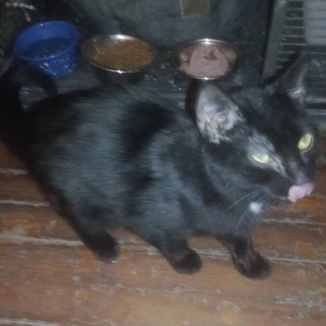 Schwartz, Adoptable, Young Female Domestic Short Hair.