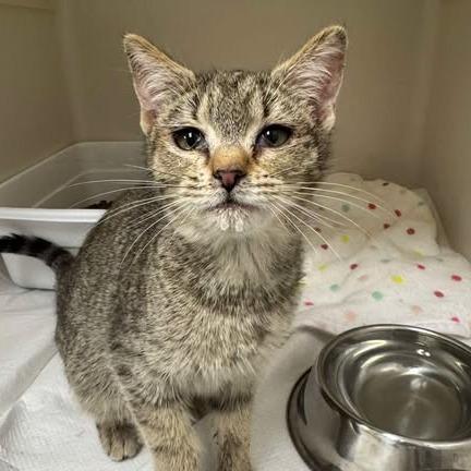 Enlarge Louise, a Adoptable Domestic Short Hair in Rocky Mount, VA image 1/2