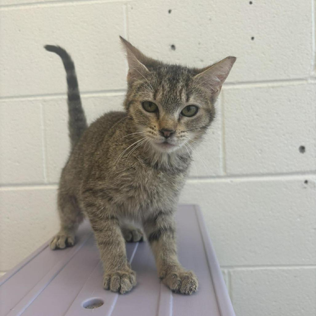 Enlarge Louise, a Adoptable Domestic Short Hair in Rocky Mount, VA image 2/2