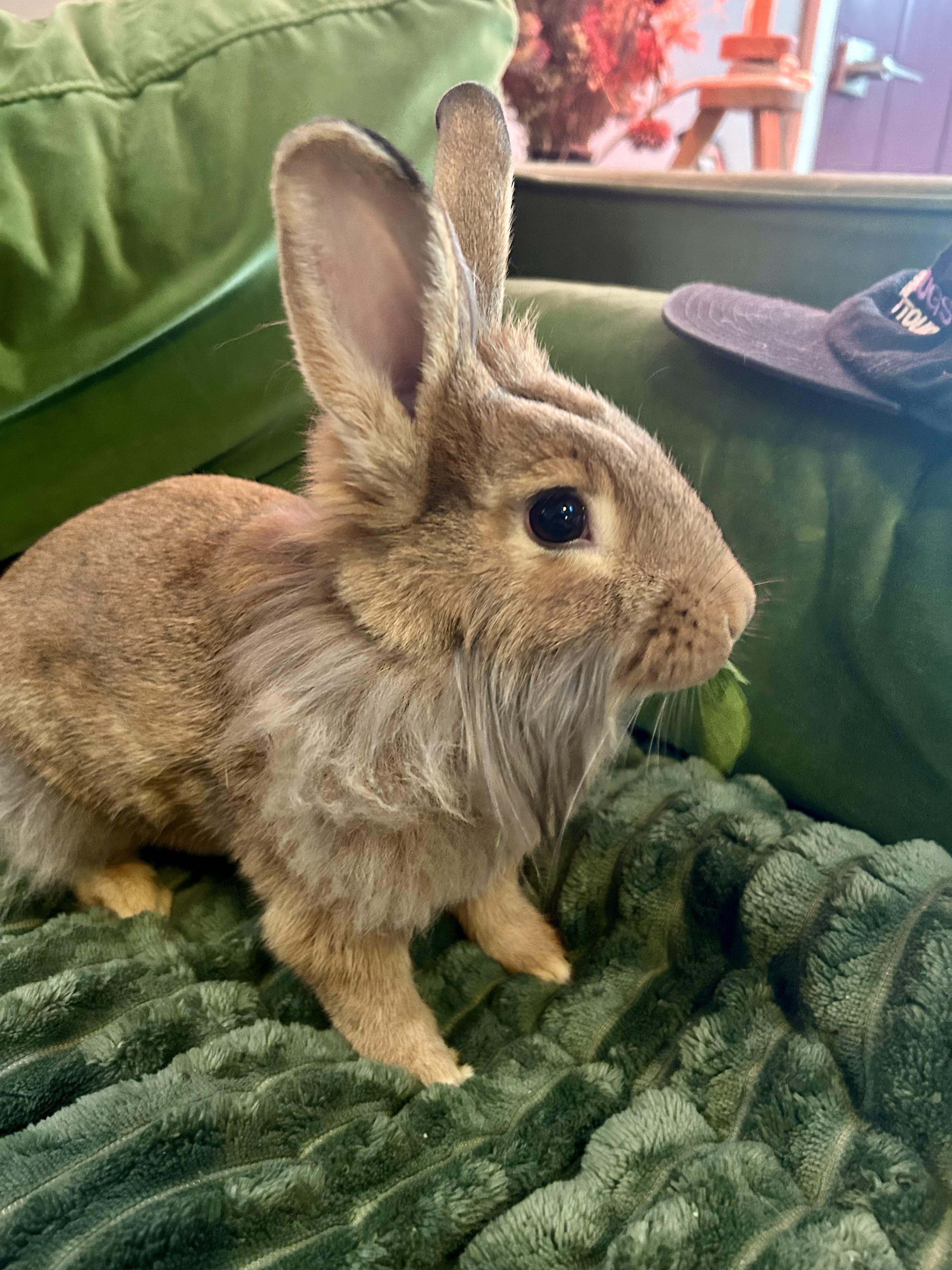 Enlarge Abe Binkin, a Adoptable mixed breed in Midlothian, VA image 5/5