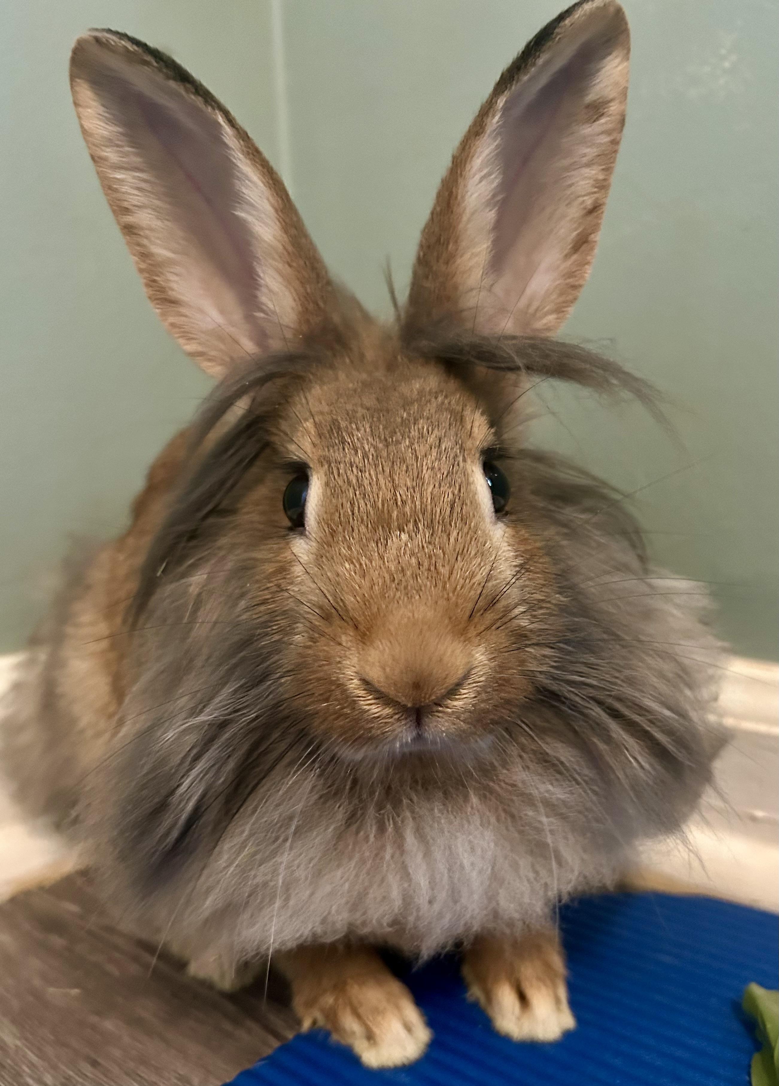 Enlarge Abe Binkin, a Adoptable mixed breed in Midlothian, VA image 3/5