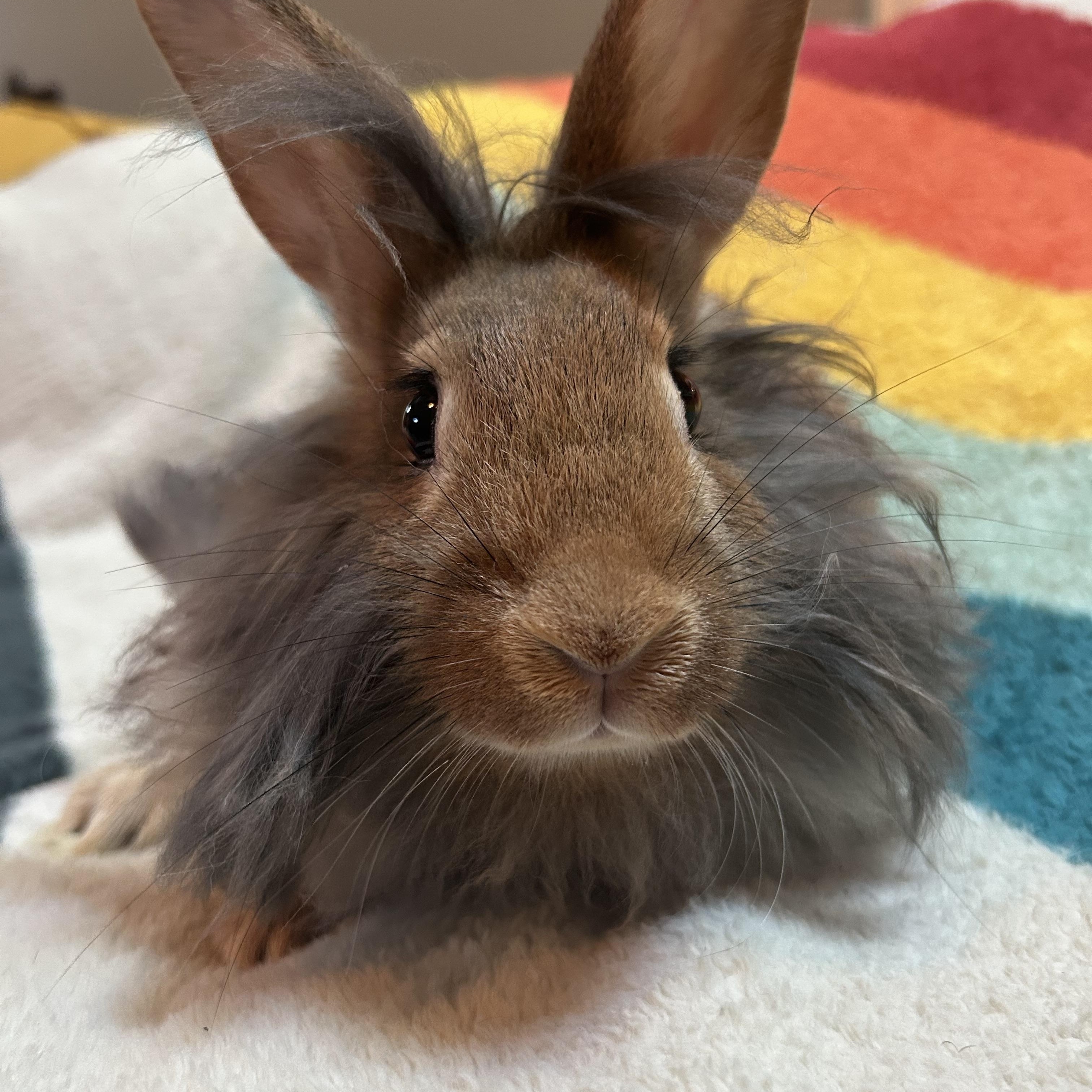 Abe Binkin, Adoptable, Young Male Lionhead.