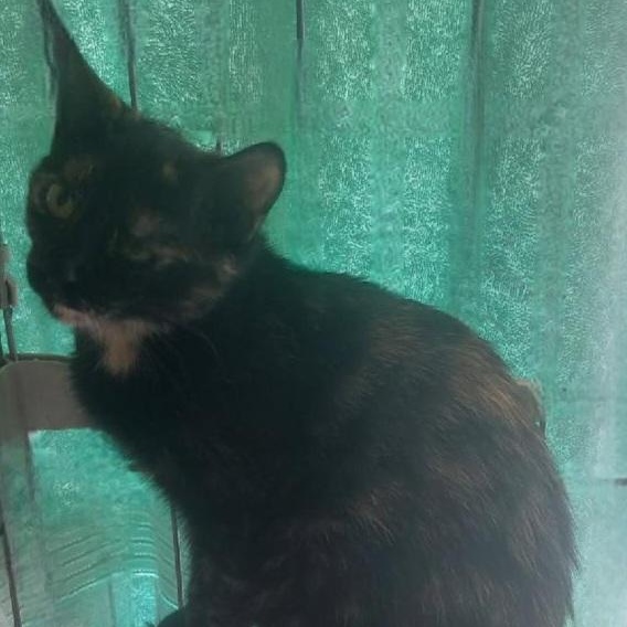 Enlarge Fudge, a Adoptable Domestic Short Hair in Kenhorst, PA image 2/4