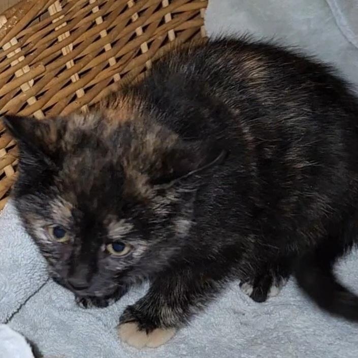 Enlarge Fudge, a Adoptable Domestic Short Hair in Kenhorst, PA image 3/4