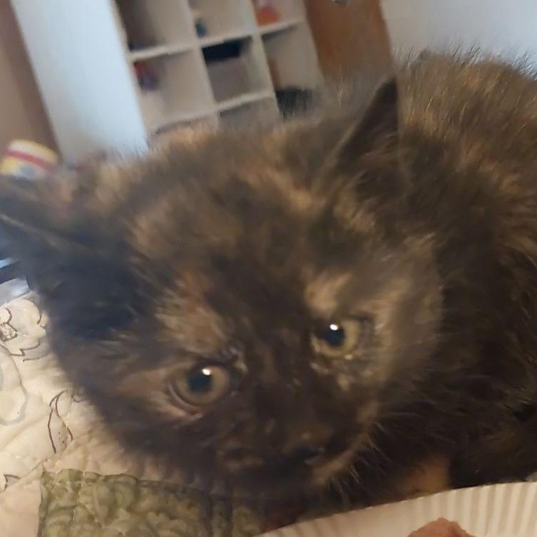 Enlarge Fudge, a Adoptable Domestic Short Hair in Kenhorst, PA image 4/4