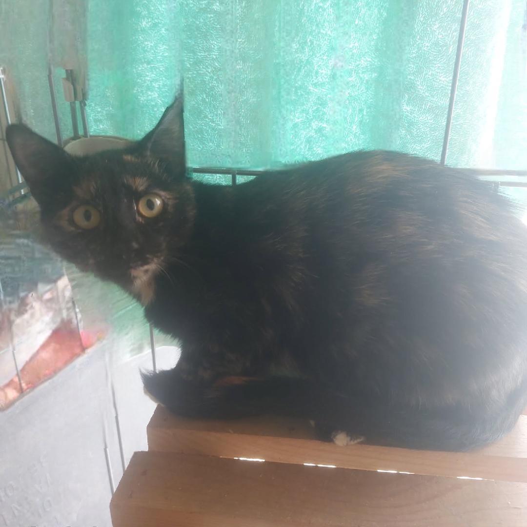Fudge, Adoptable, Young Female Domestic Short Hair.