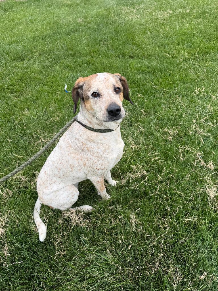 Laurel, Adoptable, Young Female Hound & Australian Cattle Dog / Blue Heeler.