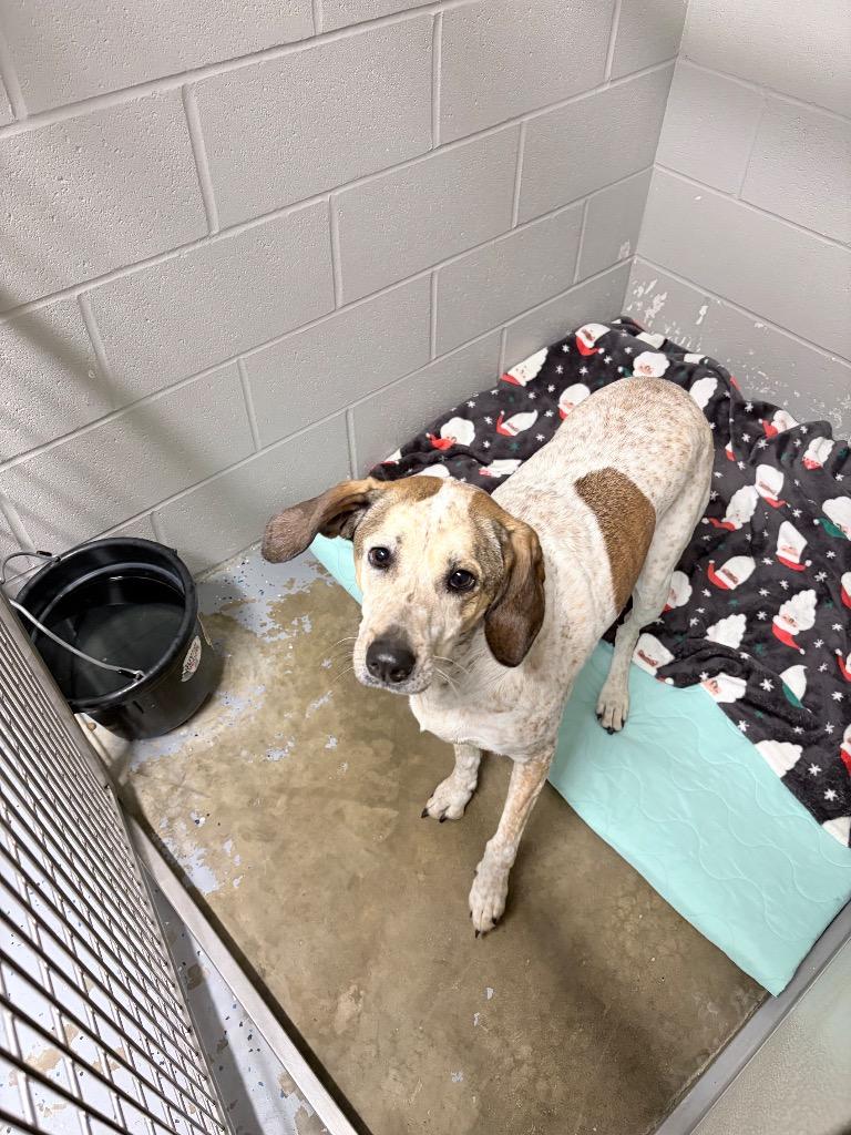 Laurel, a Adoptable mixed breed in Pierceton, IN image 2/6