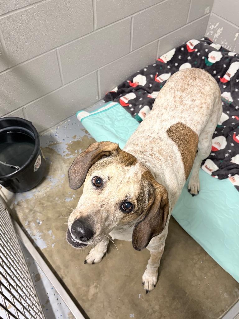 Laurel, a Adoptable mixed breed in Pierceton, IN image 3/6