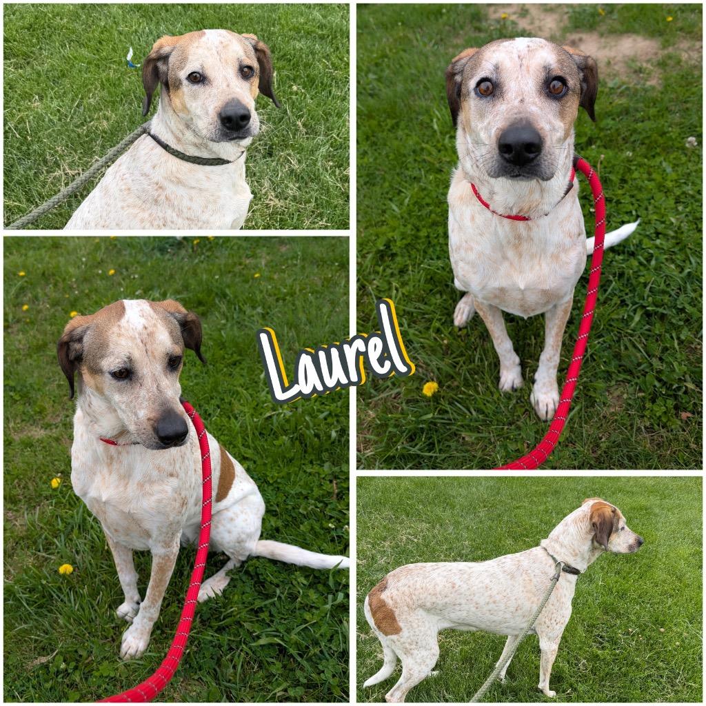 Laurel, a Adoptable mixed breed in Pierceton, IN image 4/6