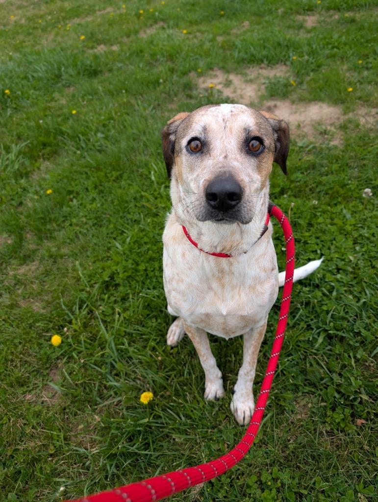 Laurel, a Adoptable mixed breed in Pierceton, IN image 5/6