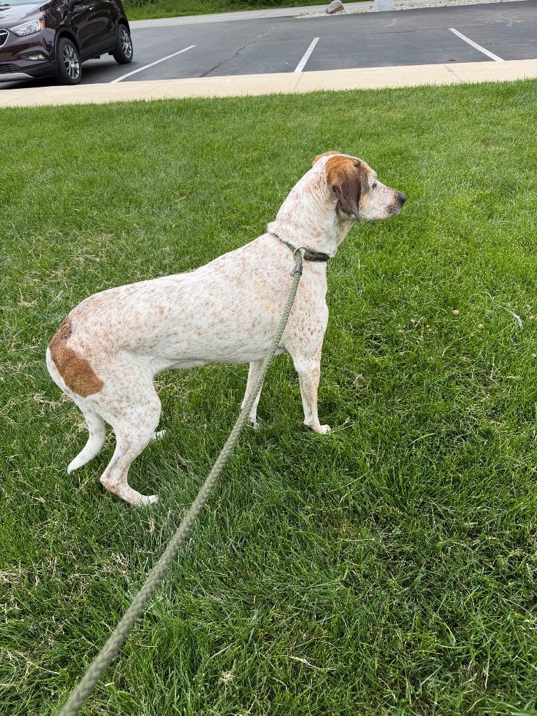 Laurel, a Adoptable mixed breed in Pierceton, IN image 6/6