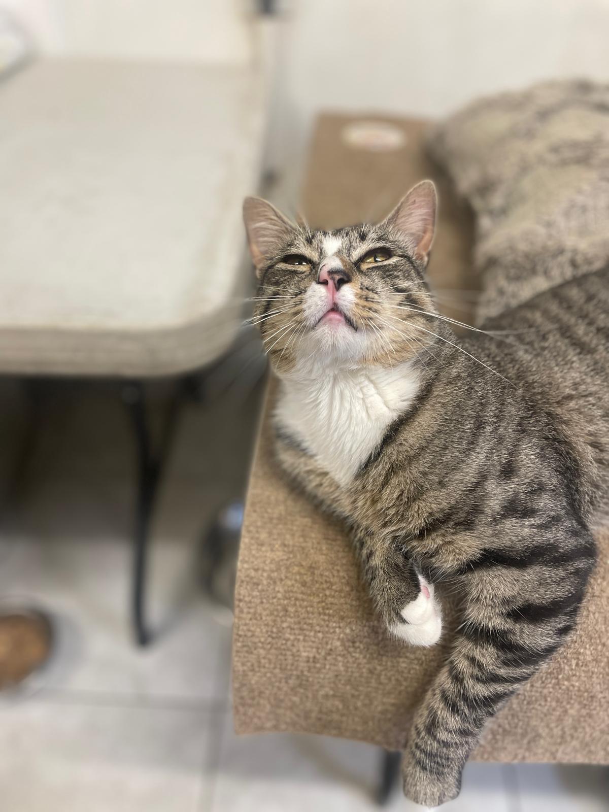 Jasper, a ADOPTABLE Domestic Short Hair in South Ozone Park, NY image 4/6